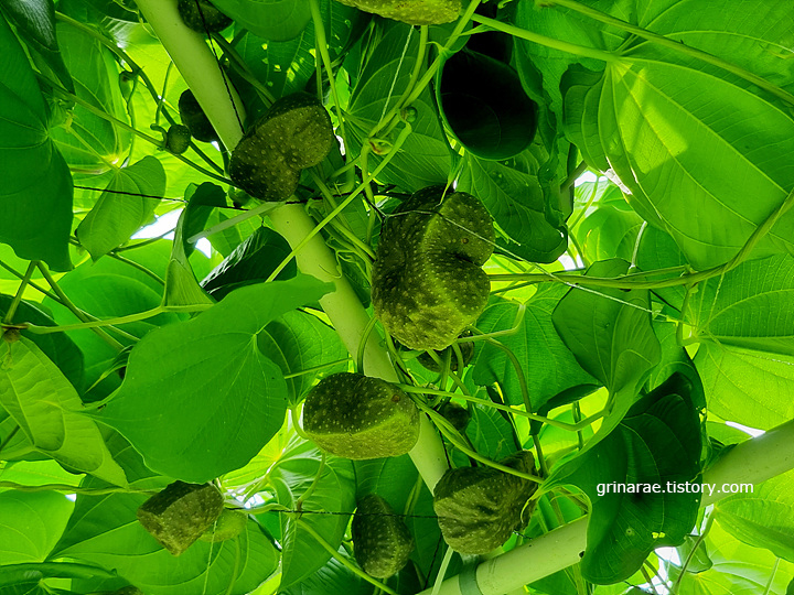 덩쿨-열매마