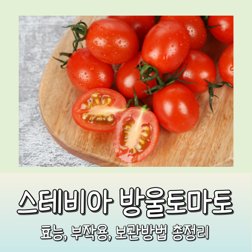 스테비아 방울토마토 효능
