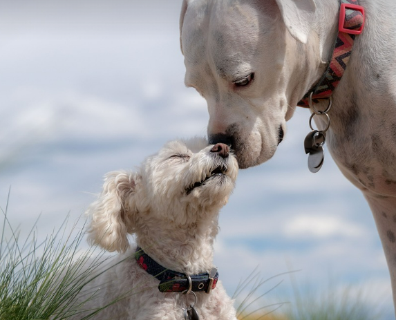 강아지가 편안하게 이마를 맞대고 있는 이미지