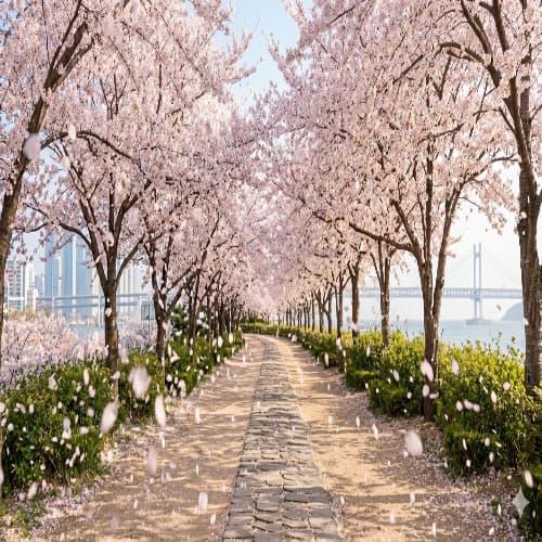 서울 숨은 벚꽃 명소와 주차 꿀팁: 4월 나들이 실패하지 않는 법