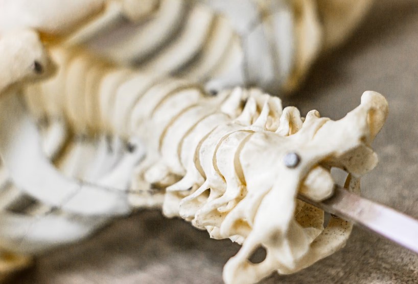 허리디스크 원인