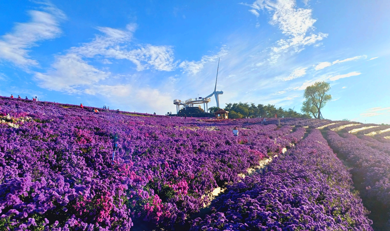 별바람 언덕 아스타국화