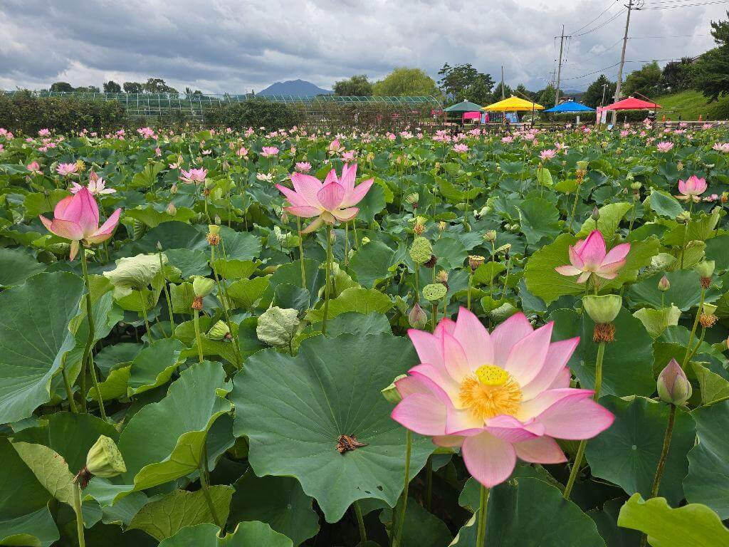 함안 연꽃테마파크