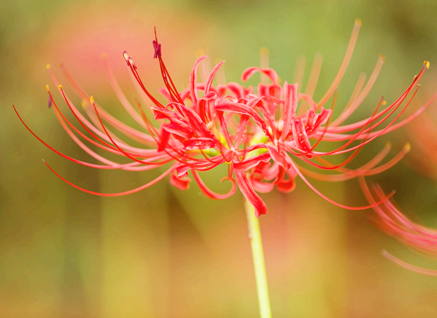 분당 중앙공원 꽃무릇22