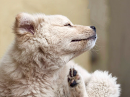 개가 소면을 먹어도 괜찮을까