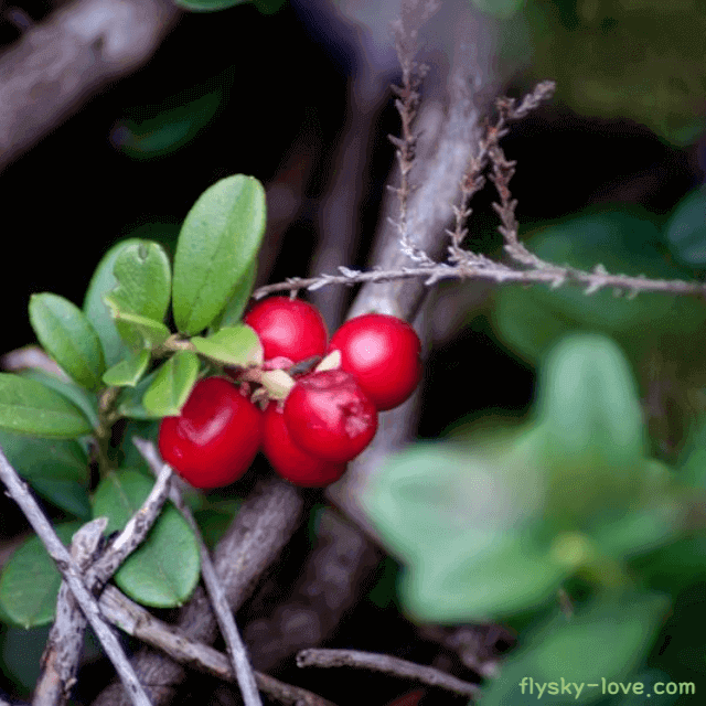 놀라운 효능을 지닌 링곤베리