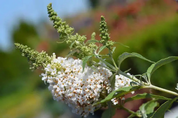조팝나무와 이팝나무