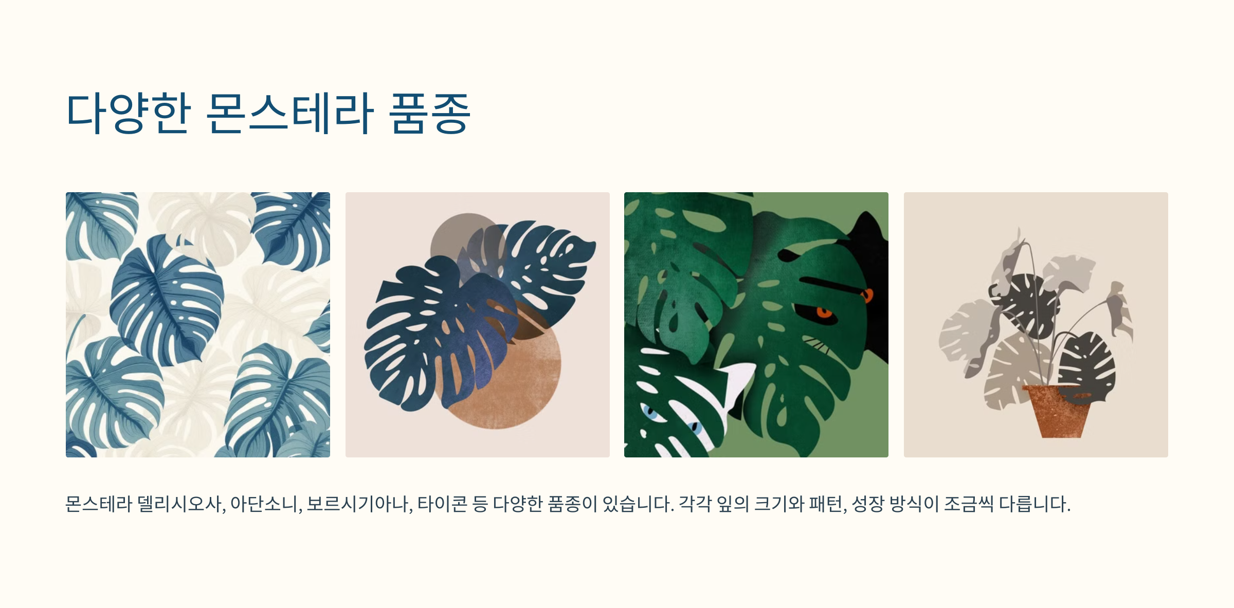 몬스테라 사진