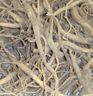 도라지 효능 부작용 고르는법 먹는법 꽃 총정리