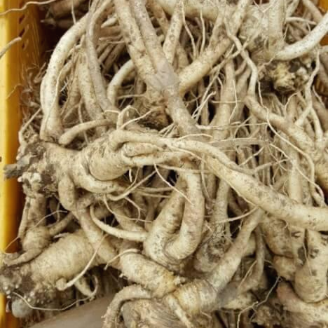 도라지(도라지차, 도라지청) 효능 9가지 및 부작용과 주의사항