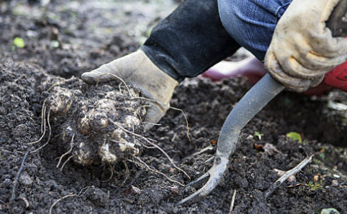 돼지감자 효능 먹는법 부작용 수확시기 등 총정리(돼지감자차)