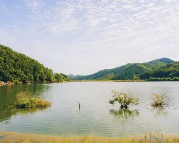 문광저수지 은행나무길_10