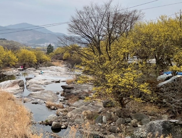 봄 여행지 추천 - 산수유 명소, 3월 여행하기 좋은곳