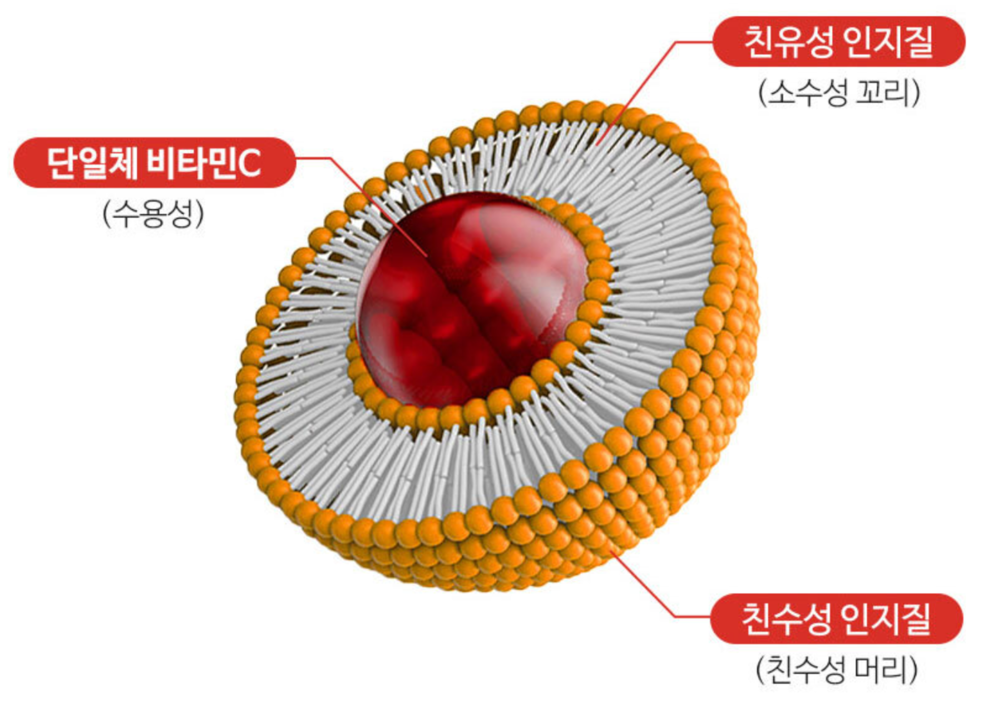 리포좀비타민C 구조