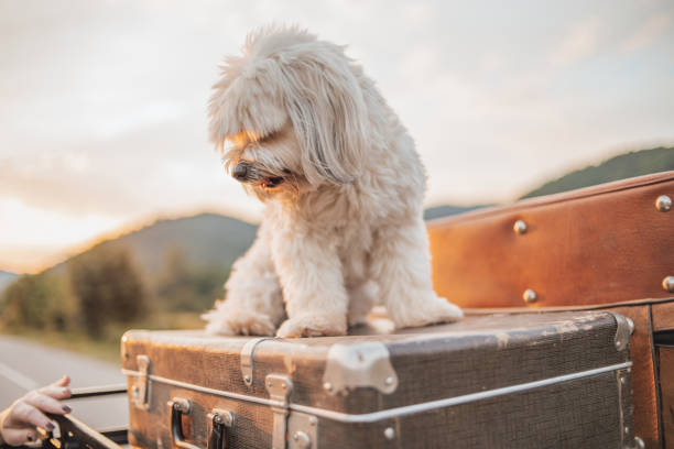 필수 서류 및 검역 절차