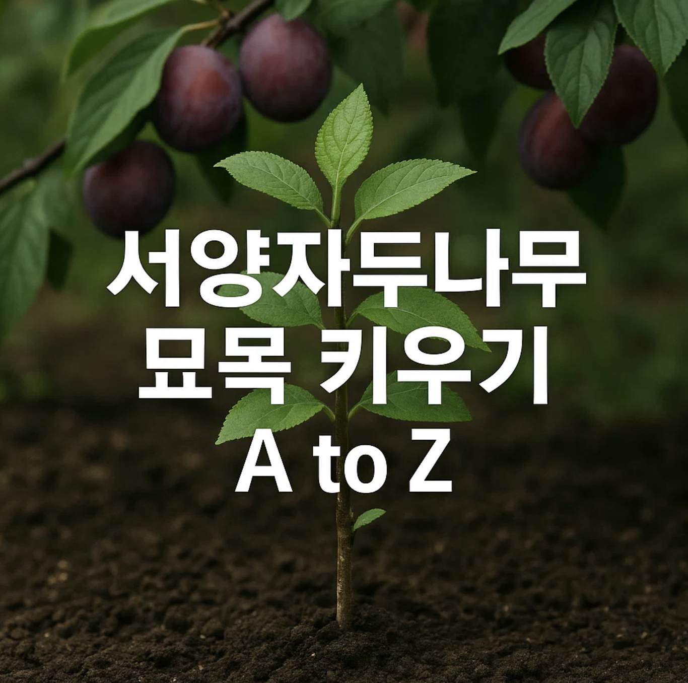 서양자두나무 묘목 키우기 A to Z