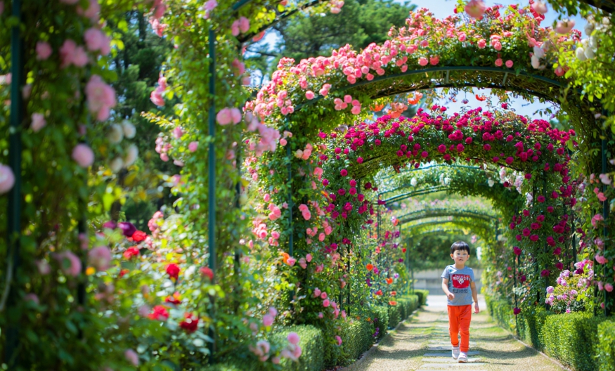 삼척장미공원 장미꽃축제 입장료