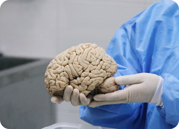 오메가-3-효능-뇌