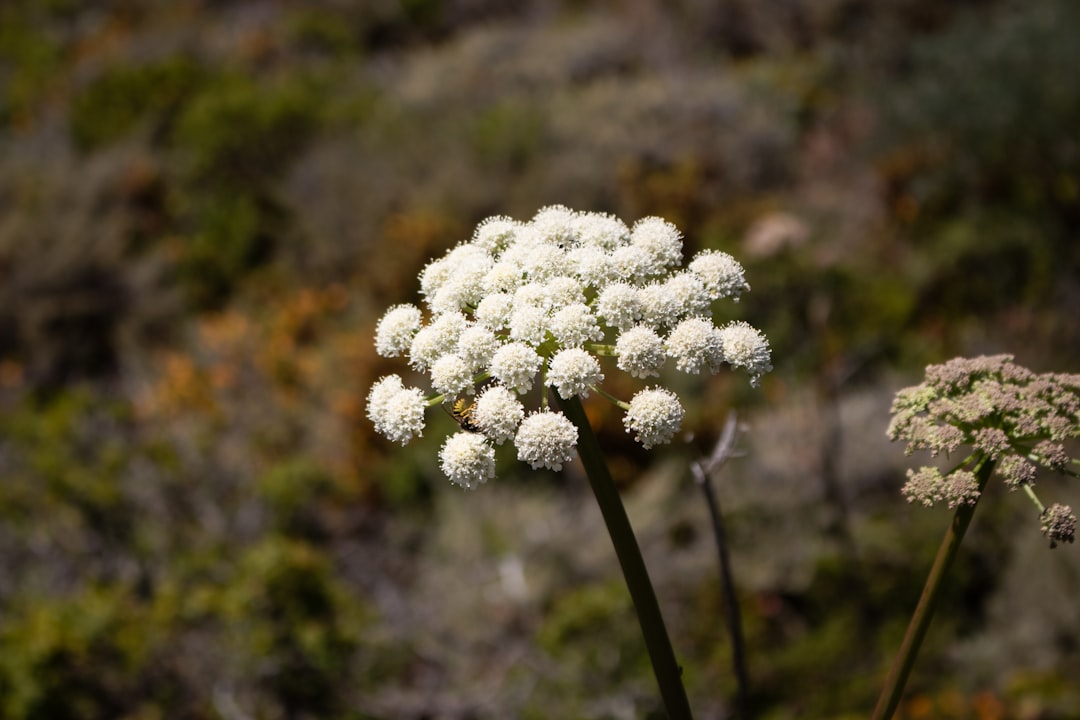 Angelica