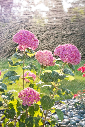 신안 도초도 수국축제