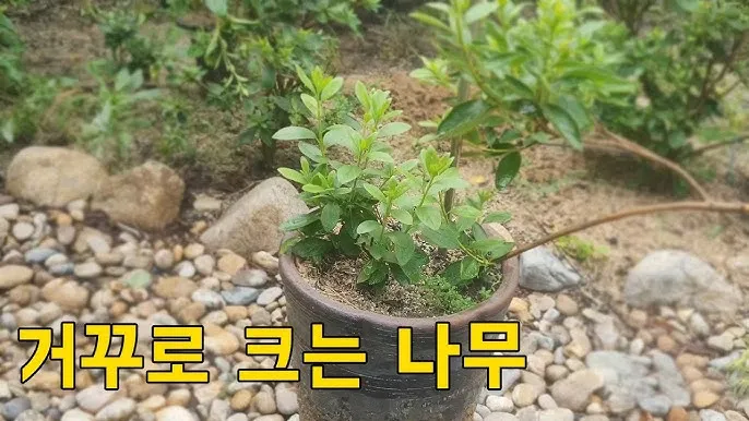 자갈 받침 사용 배수향상 과습예방 곰팡이냄새 줄이는 방법_1