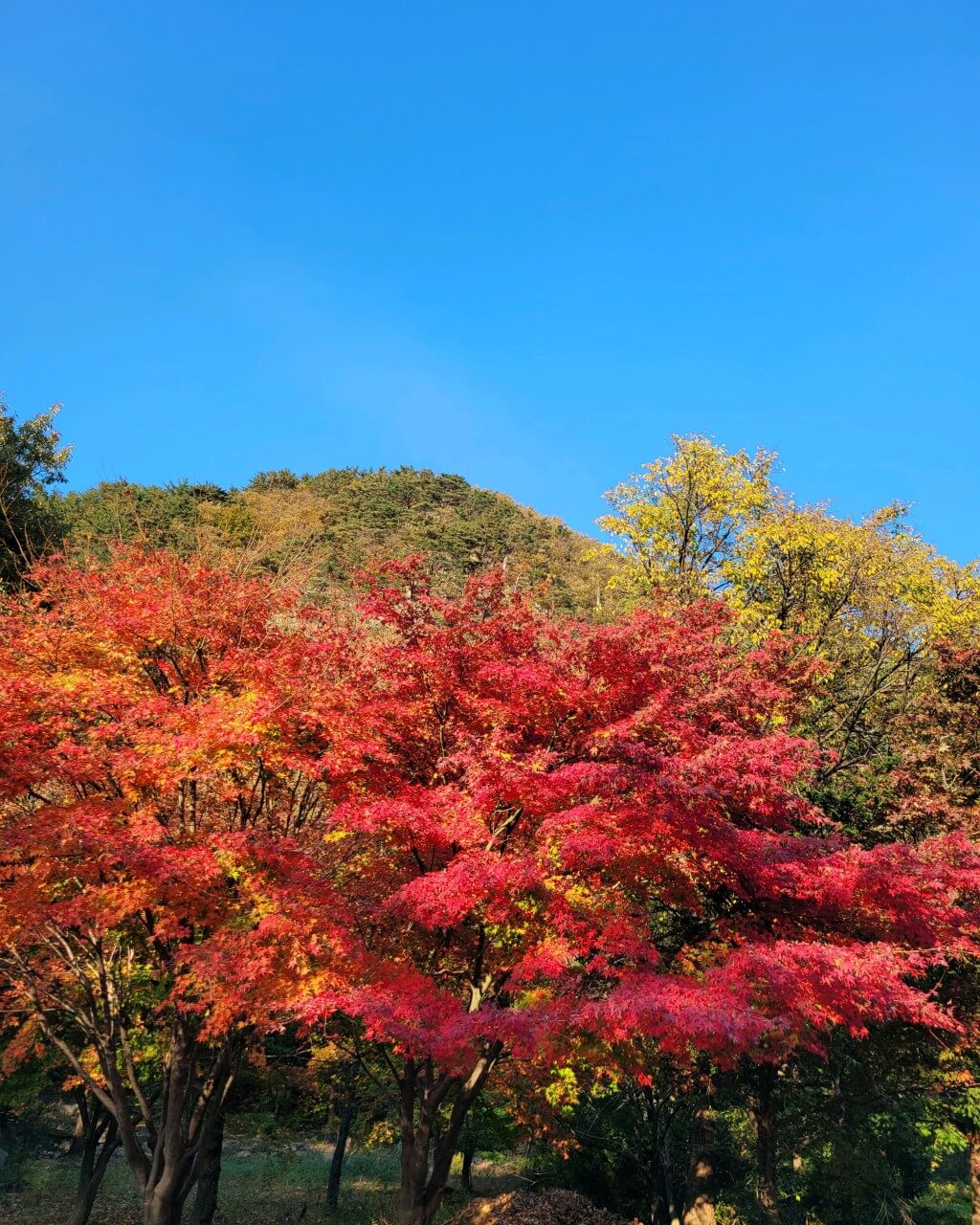 2024년 단풍시기 지역별 일정, 절정시기, 명소 추천