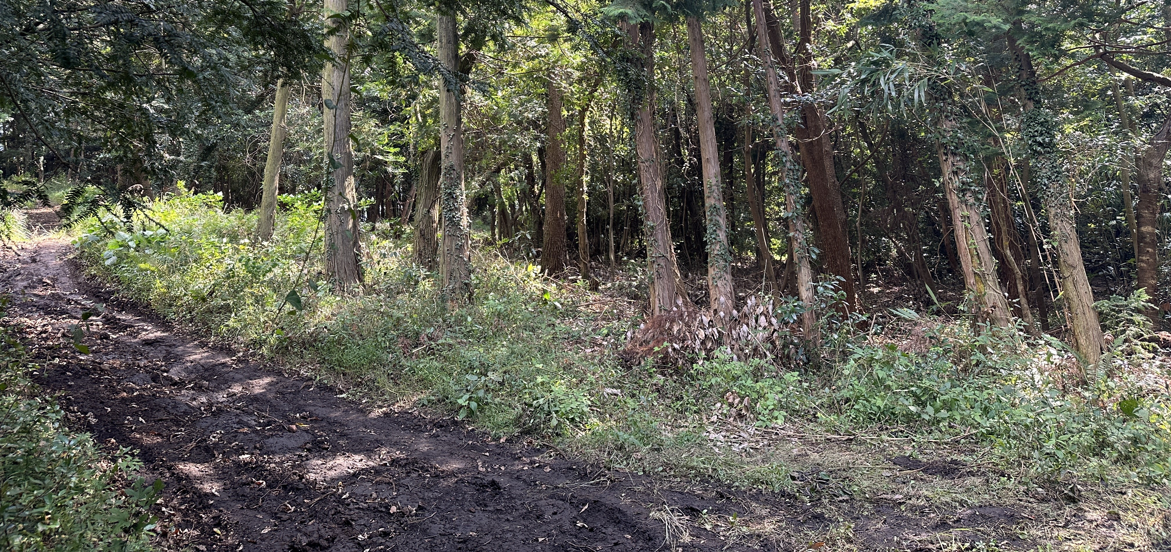 괭이모루 숲길 산책로