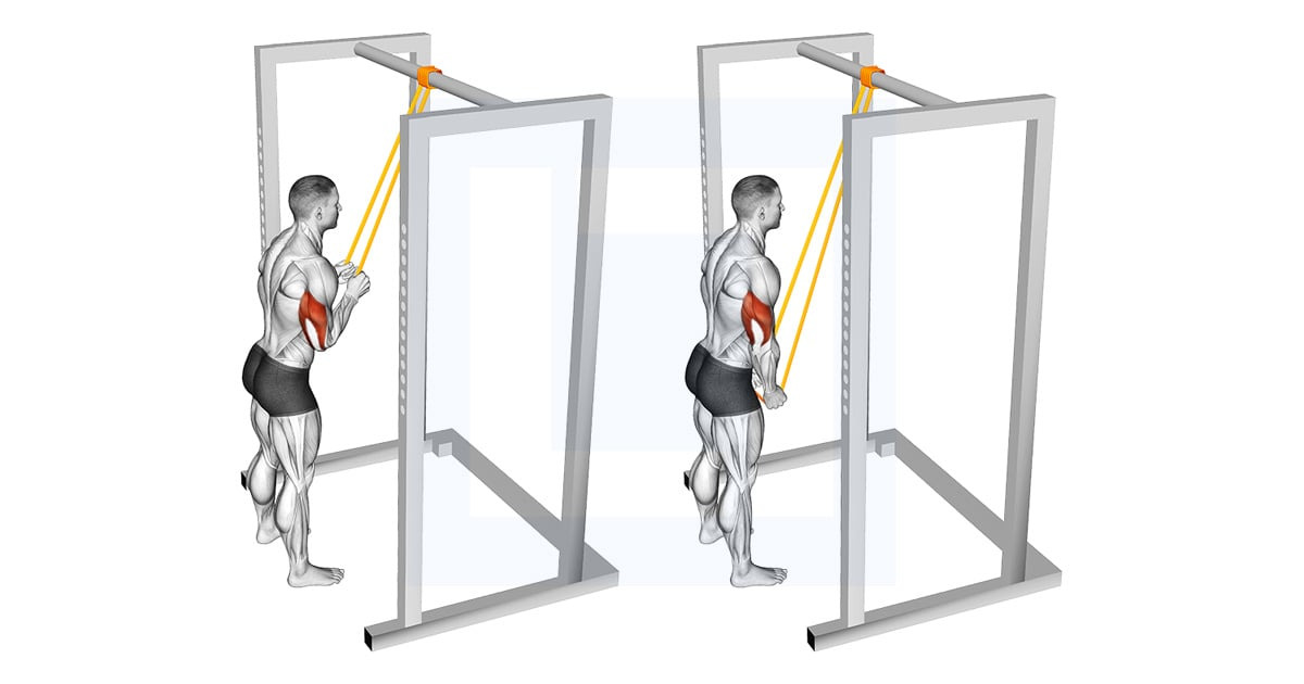 파워밴드 트라이셉 풀다운 동작 설명 / power band tricep pulldowns
