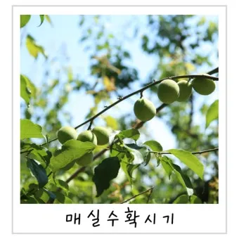매실 수확시기 중부지방 남부지방 광양 지역별 정리_13