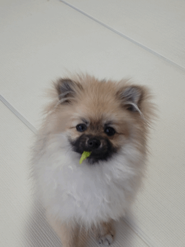 상추를 먹고 충격을 받은 강아지