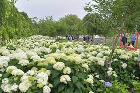 제3회 유구색동 수국정원 꽃축제 기본일정과 프로그램 정리