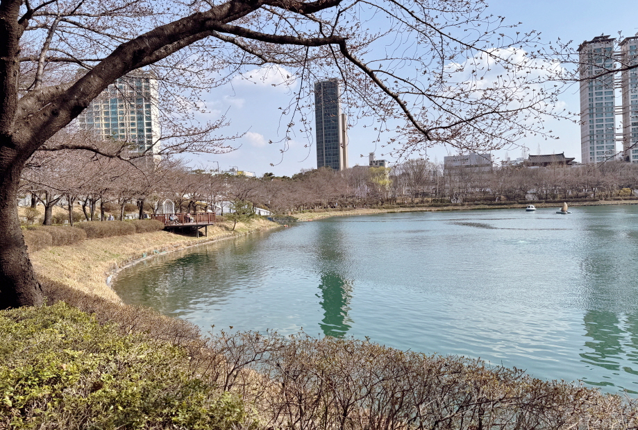 석촌호수 벚꽃 개화상황1