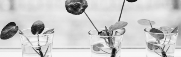 길이가 약 3~4cm 정도 되었을 때