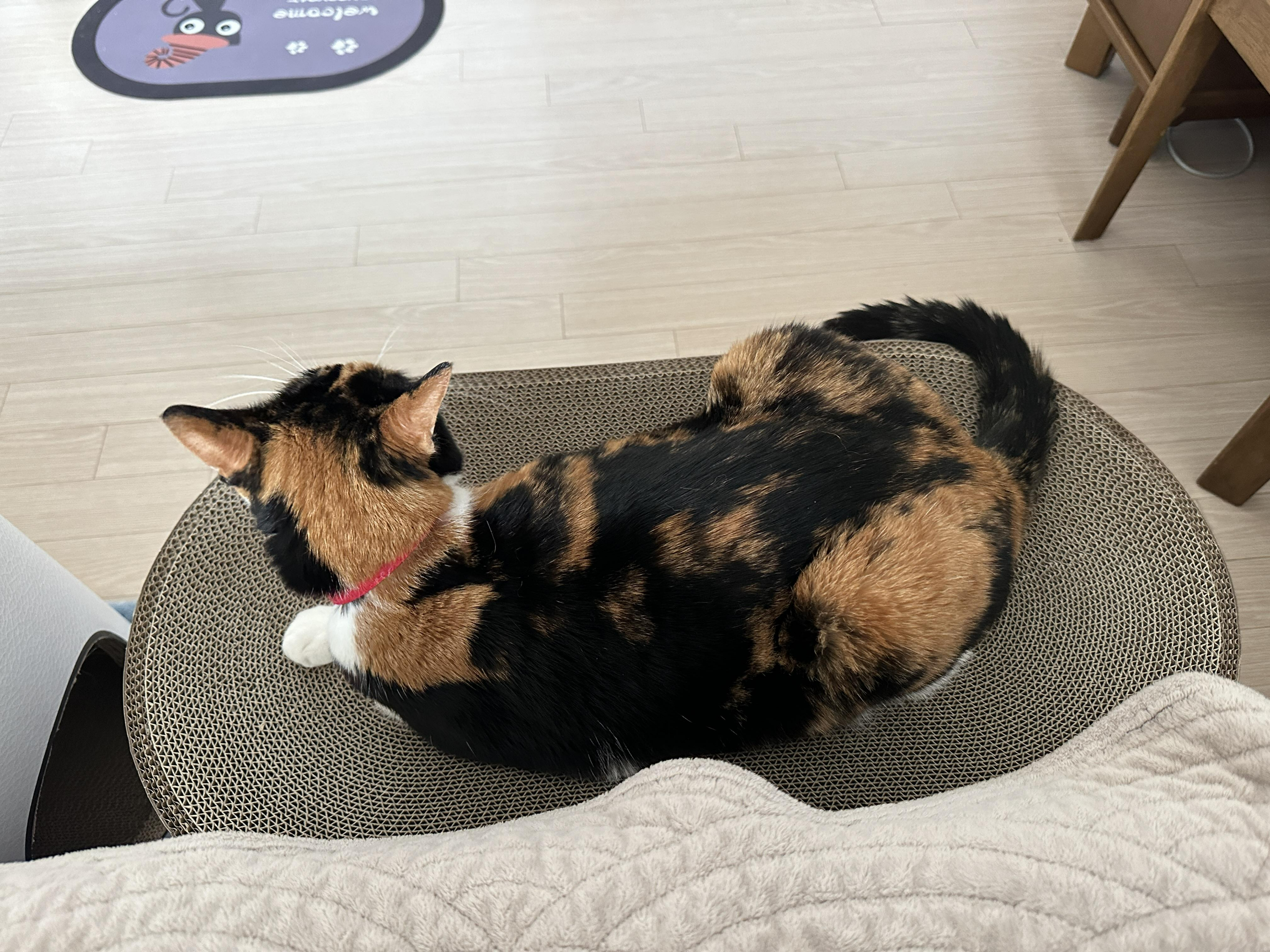 하이라운드_새_스크래쳐_위에_엎드린_다다_뒷모습