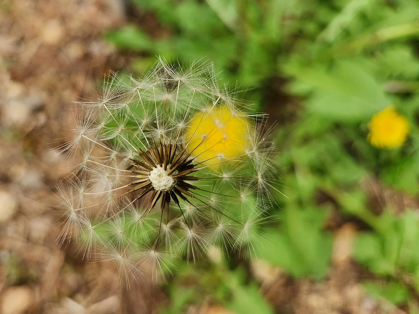 서양민들레 dandelion