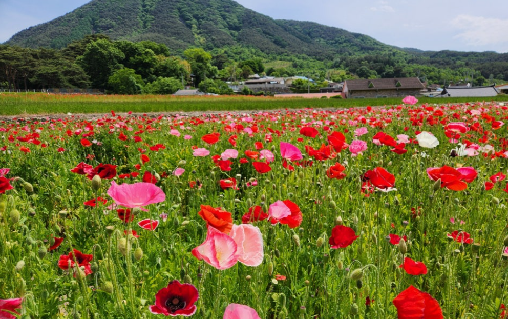 하동 북천 꽃양귀비축제