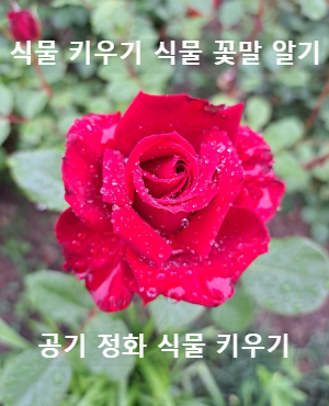 빗물 머금은 땅장미