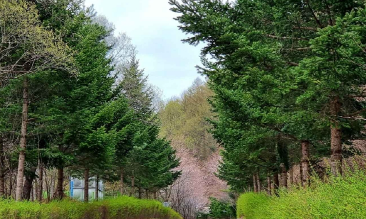 광치자연휴양림