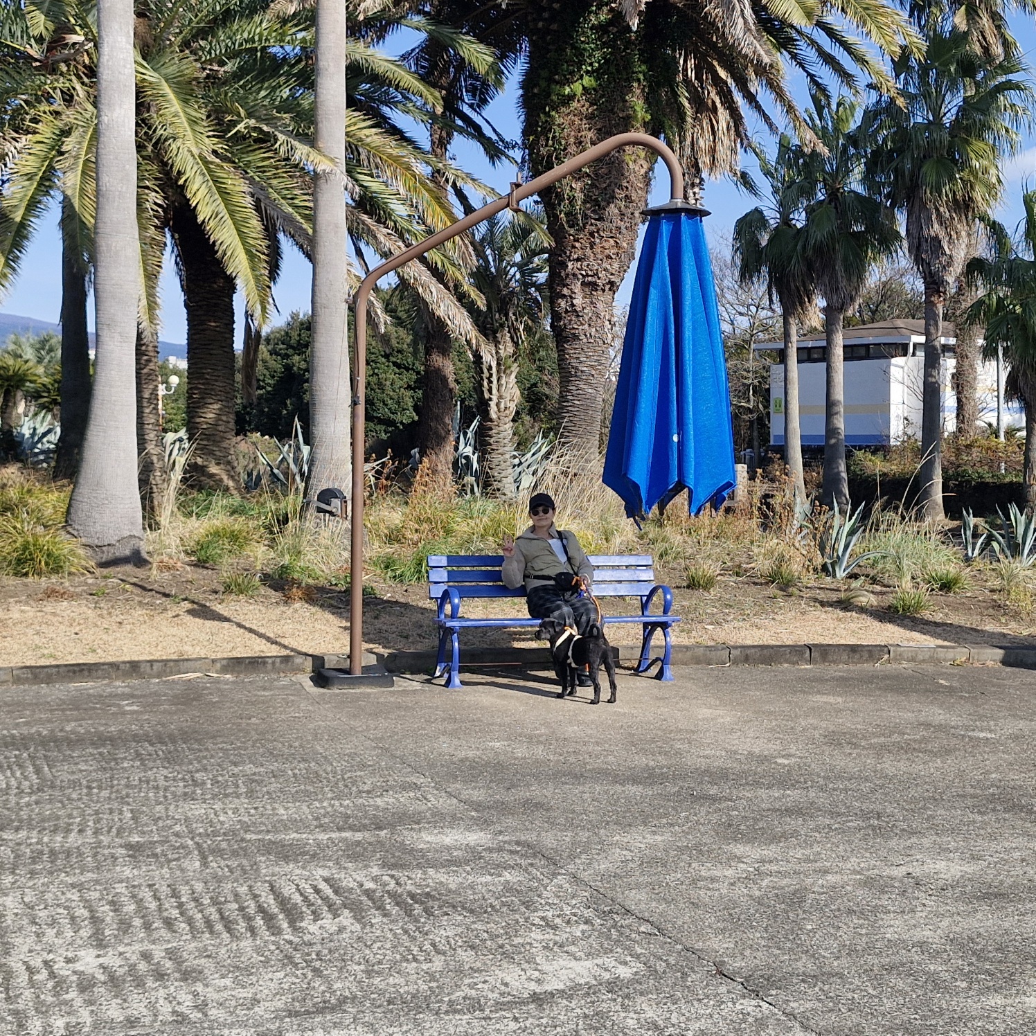 강아지 심장사상충&amp;#44; 단계별 증상 및 예방약&middot;치료약 비용 정리