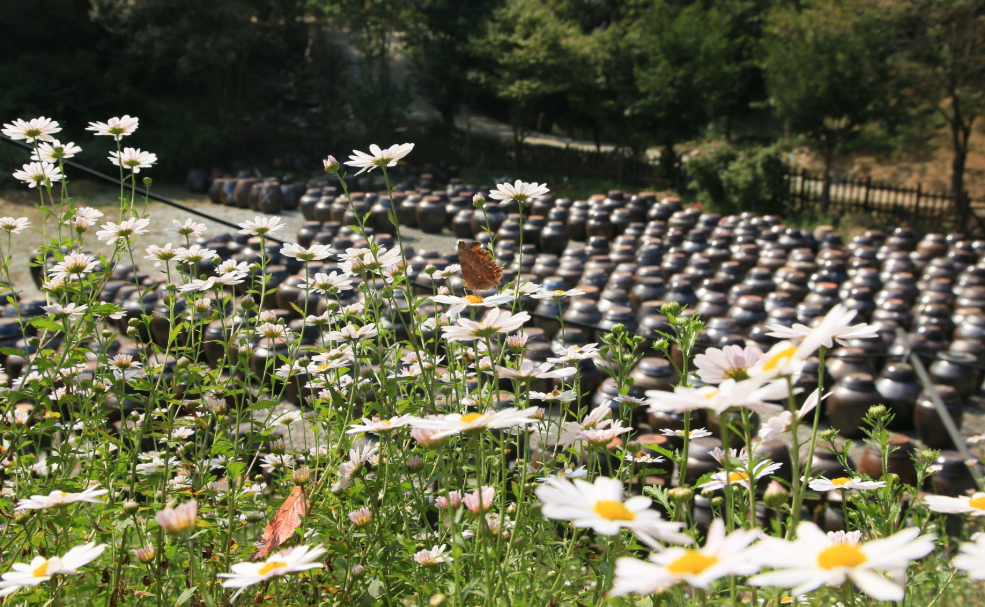 장독, 구절초 그리고 나비
