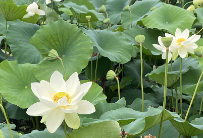 세미원 연꽃축제 주차장 및 연꽃문화재 행사 프로그램과 관련된 만개한 연꽃 사진
