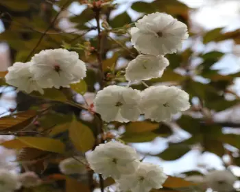 하동 십리벚꽃길 하동 겹벚꽃_2