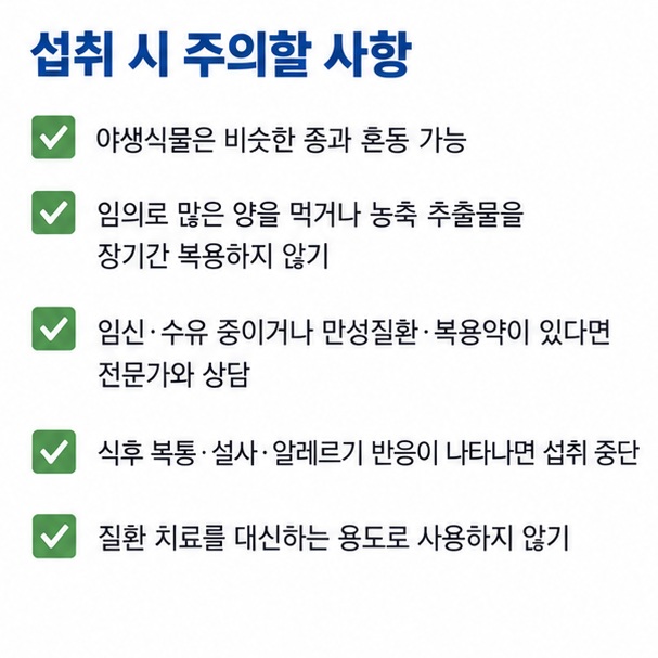 소리쟁이 섭취 시 옥살산 설사 신장결석 임신 알레르기 야생채취 주의사항을 정리한 이미지