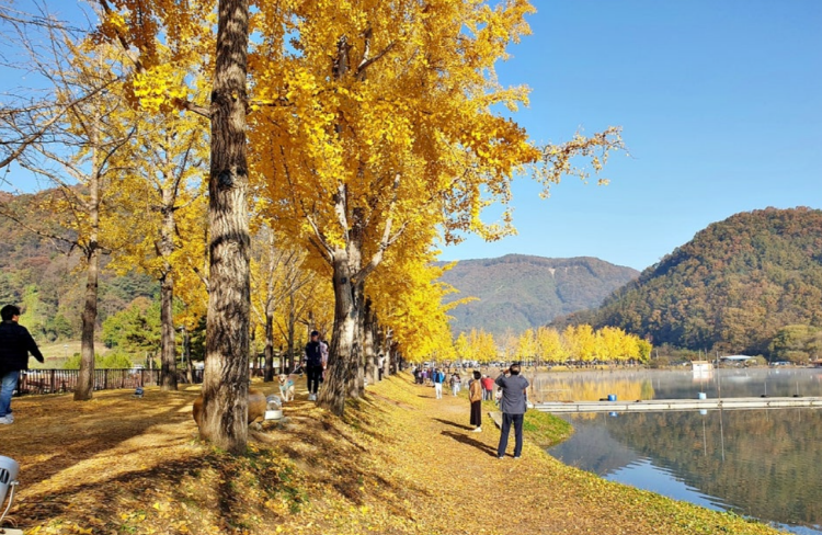 괴산 문광저수지 은행나무길