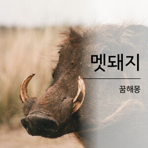 멧돼지 꿈해몽