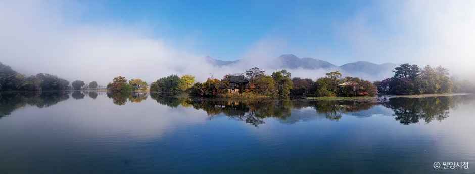 밀양 위양지 위팝나무