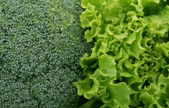 피부질환에 좋은 식생활 브로콜리