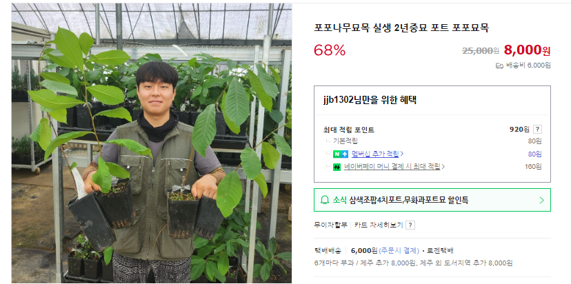 포포열매 6가지 효능 및 먹는 법 (+ 맛 가격 수확시기)