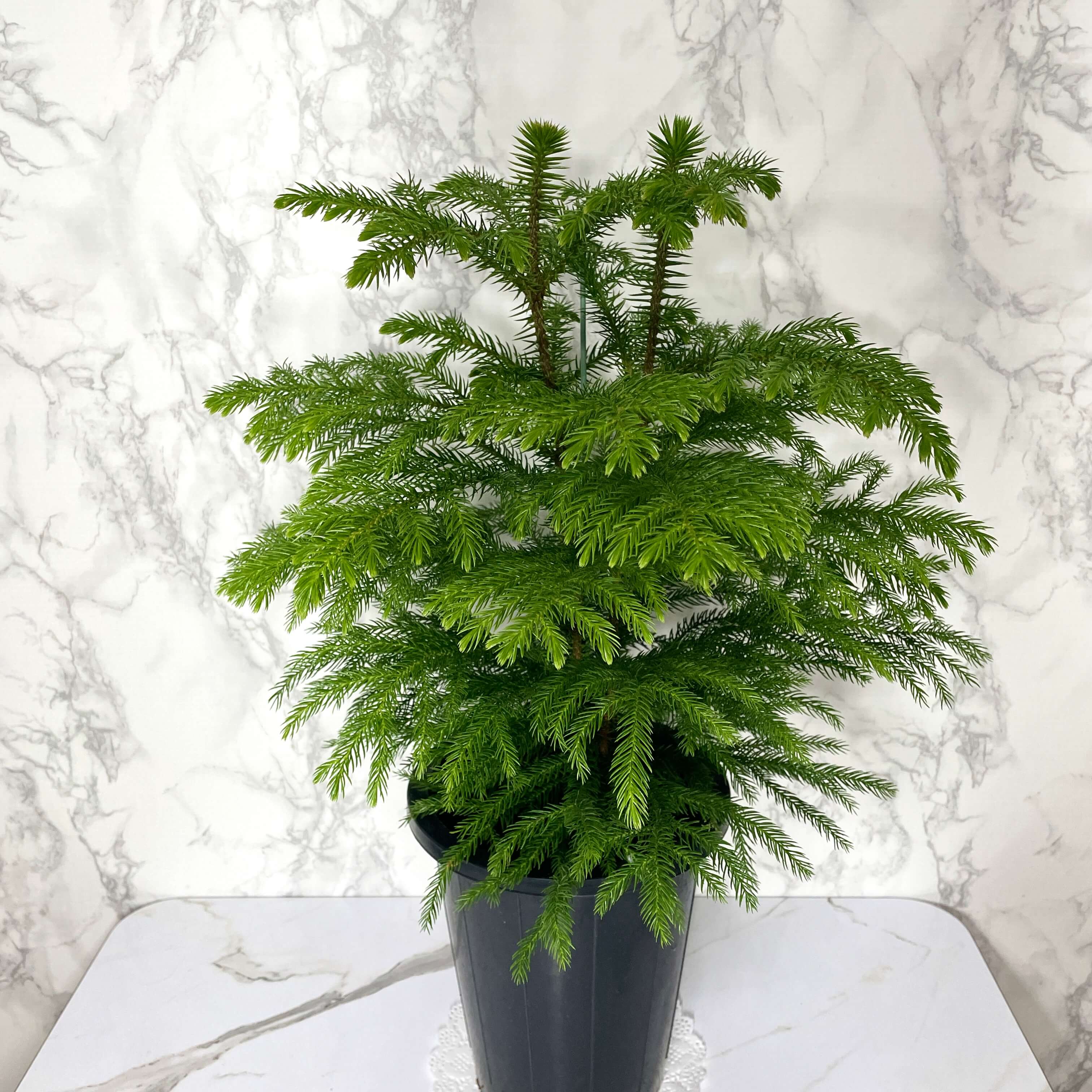 아라우카리아 키우기