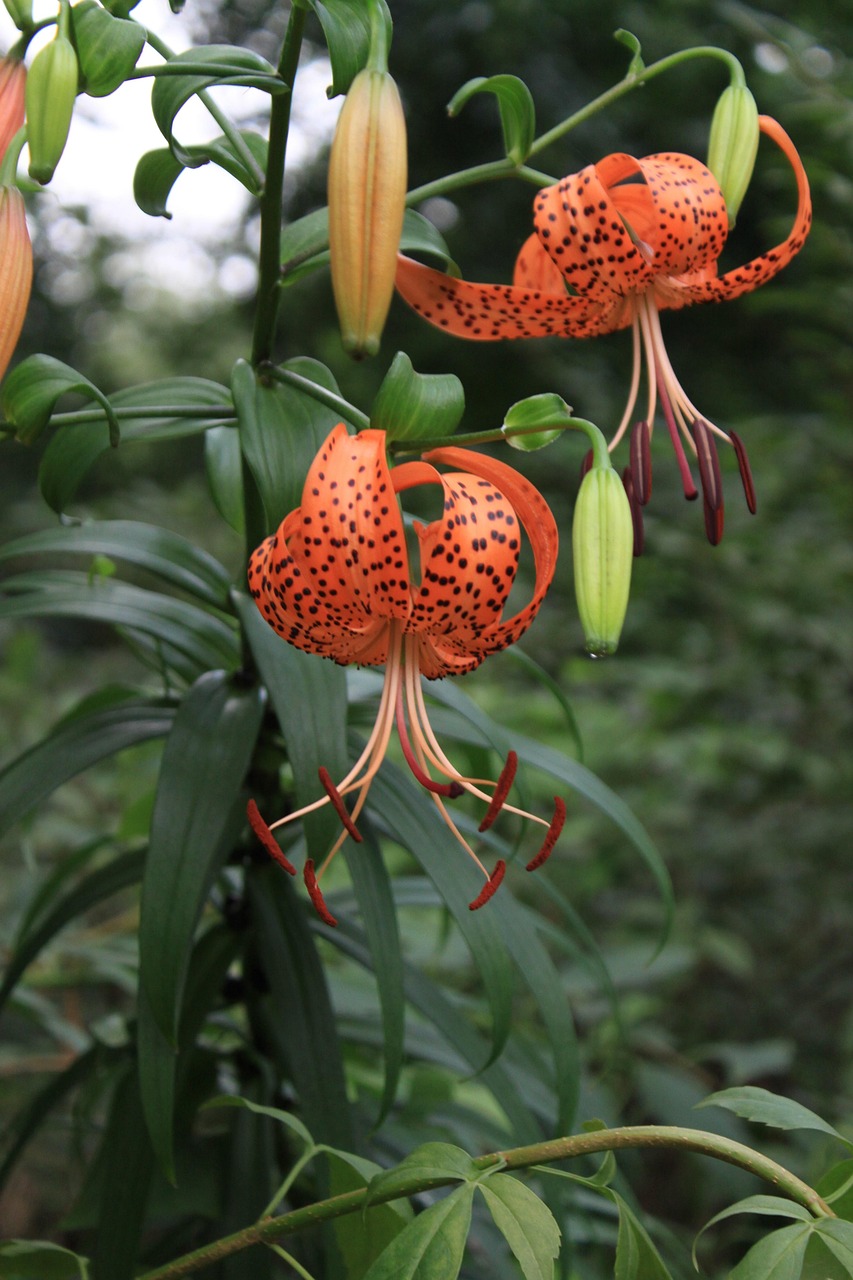 참나리꽃(호랑이꽃)